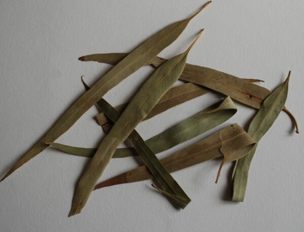 Eukalyptys blad
