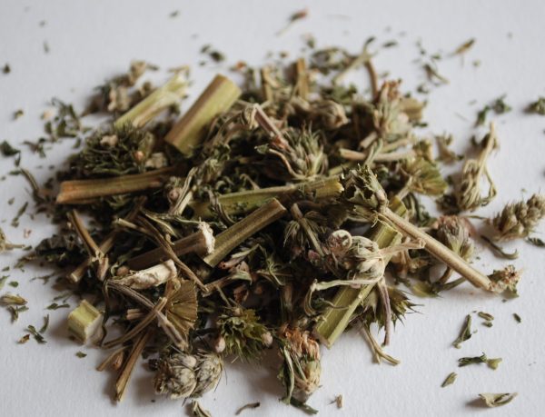 Milk Thistle